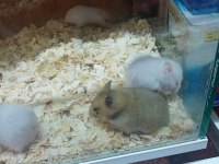 HAMSTER LAR GELDİ