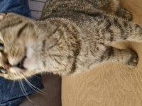9 aylık dişi british shorthair bursa