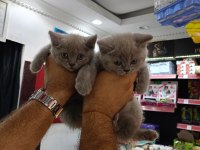 British Shorthair Yavrular