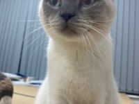 Blue point british shorthair pamuk açıklamayı okuyunuz