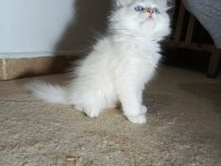 SAĞLIK VE IRK GARANTİLİ İRAN KEDİSİ YAVRULARIMIZ