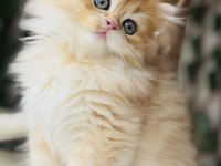 Safkan Şecereli Golden Erkek British Longhair