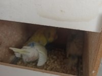 Yeni yavru muhabbet kuşları