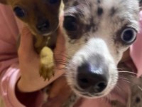 8 aylık merle chihuahua nadir bulunan bir cins