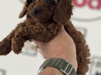 Petmode köpek çiftliğinden ziyarete açık toy poodle