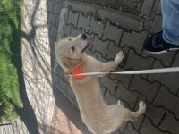 Ücretsiz Dişi 5 aylık Golden Retriever