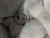 British shorthair beyaz kedimiz