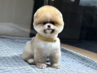 Pomeranian boo mini erkek yavrumuz