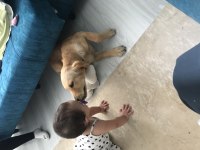 5 aylık sereceli golden retriever
