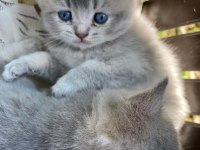 British shorthair yavru kırk günlük