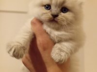 3 aylik çok güzel erkek scottish fold