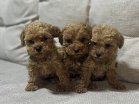 Evinizin Neşesi Poodle Yavrular