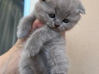 Scottish fold yavru kedimiz
