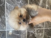 Pomeranian boo ayı surat bebekler