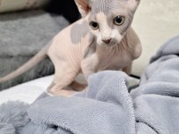 BİZE DANIŞMADAN YAVRU KEDİ SAHİPLENMEYİNİZ