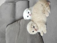 Scottish Fold ve Blue Point sahibinden kediler