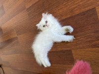 By1133 full şecereli golden dişi british longhair