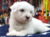 Maltese teriyer köpekler