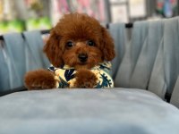 KORE KAN IRK VE SAĞLIK GARANTİLİ AŞILI ERKEK YAVRU POODLE