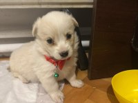 Maltipoo yavru