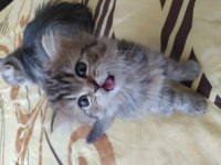 Chinchilla kedisi