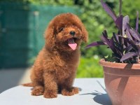 Toy Poodle Bebekler