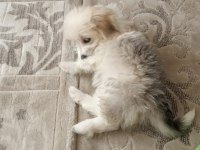 4 aylık dişi terrier köpek