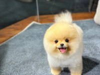 Özel Pomeranian Yavrular Sağlık Garantili