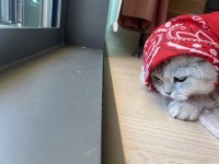 Luna çok tatlı ve sakin scottish fold