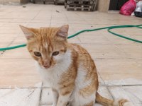 Kedimize acil yuva arıyoruz