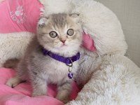 A Kalite Lılac Tabby Scotısh Fold Bebeğim