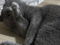 British Shorthair Çiftleştirme