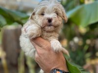 Antalya merkez maltipoo köpeğimiz