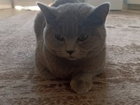 8 aylık british shorthair dişi