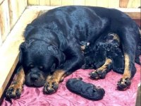 Üretim Çiftliğinden Rottweiler Yavrular
