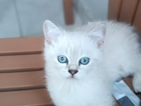 Blue point yavru kediler