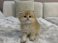 Ny11 Yavru British Longhair