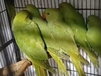 Ele kola atıştırmalık yavru pakistan papağanı