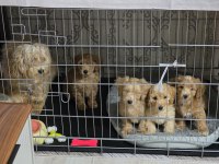 Maltipoo köpeği