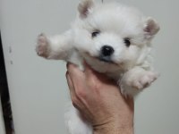 Pomeranian spitz yavrular