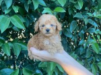 Teackup poodle fincan içi