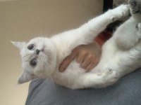 Evden Show Kalite Safkan British Shorthair Kedilerim