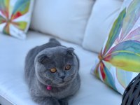 A62 Sıfır Kulak Teddy Surat 4 Aylık Orjınal Scottish Fold