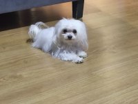 Sadece 1100 gram maltese