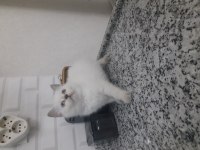 3 british shorthair yavrumuz yeni yuvasına gitmeye hazır