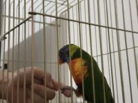 Mecburi Satın Lori Papağanı