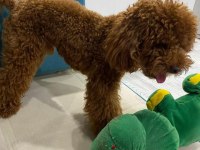 Korea Kan Erkek Red brown şecereli poodle yetişkin erkek