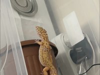 Leopard gecko 10 aylık dişi