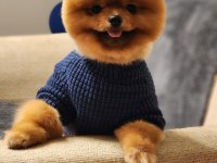 1 yaşında efsane ötesi erkek teddy bear surat pomeranian