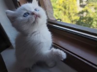 British Shorthair Irk Garantili Baba Şecereli Yavrular